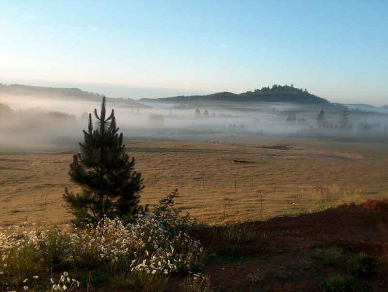Foggy Valley with Pine Tree