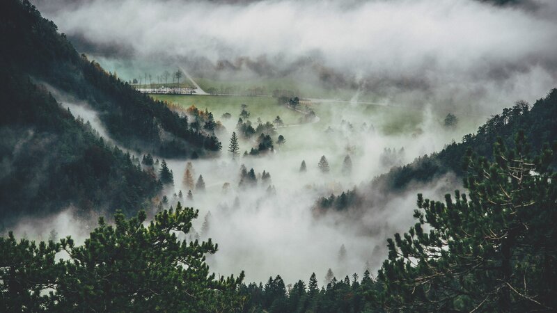 Foggy Valley with Trees — Green
