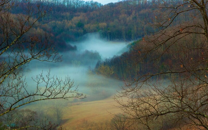 Foggy Valley with Trees