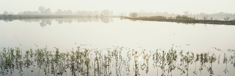 foggy wetland at dawn