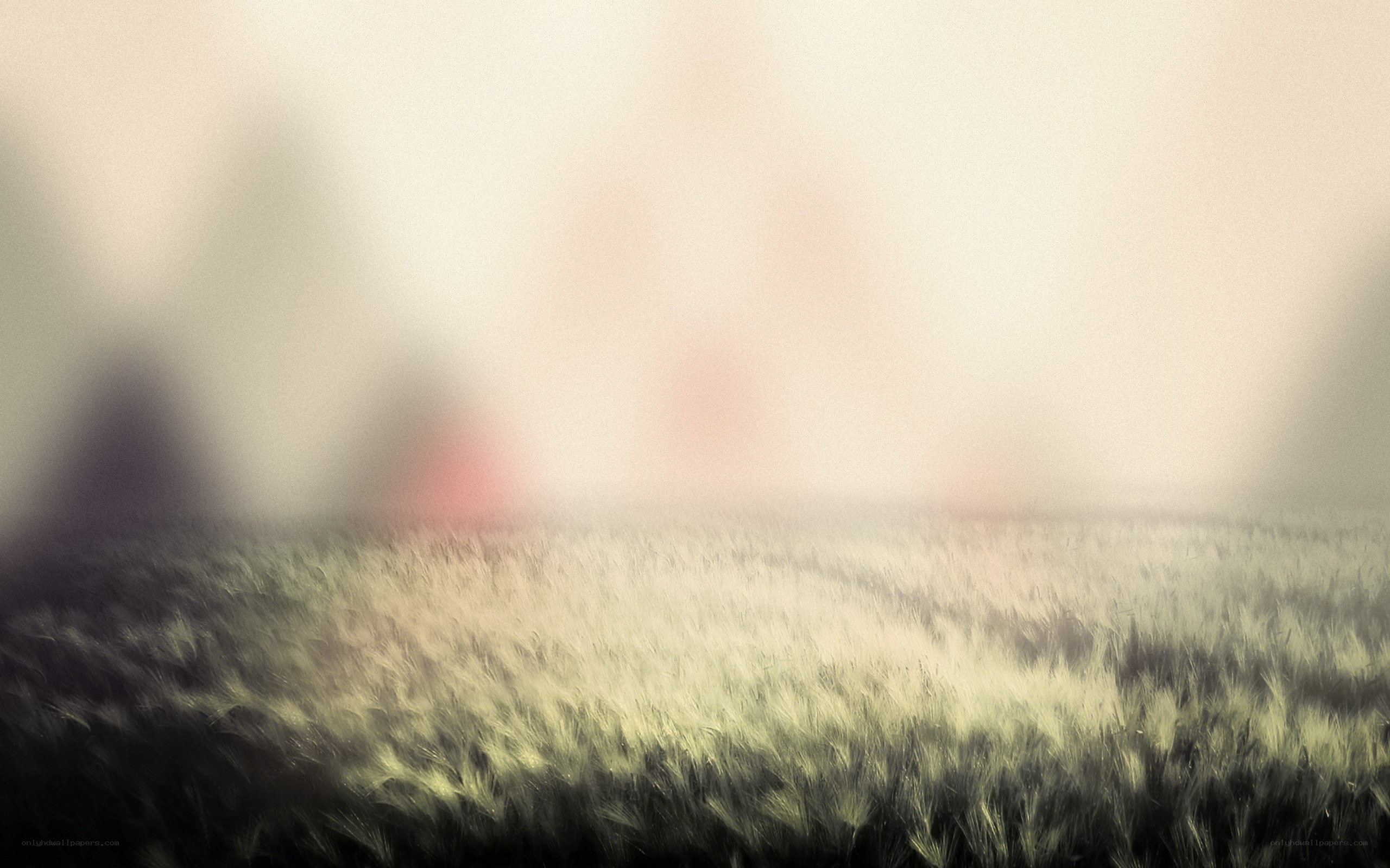 foggy wheat field at dawn