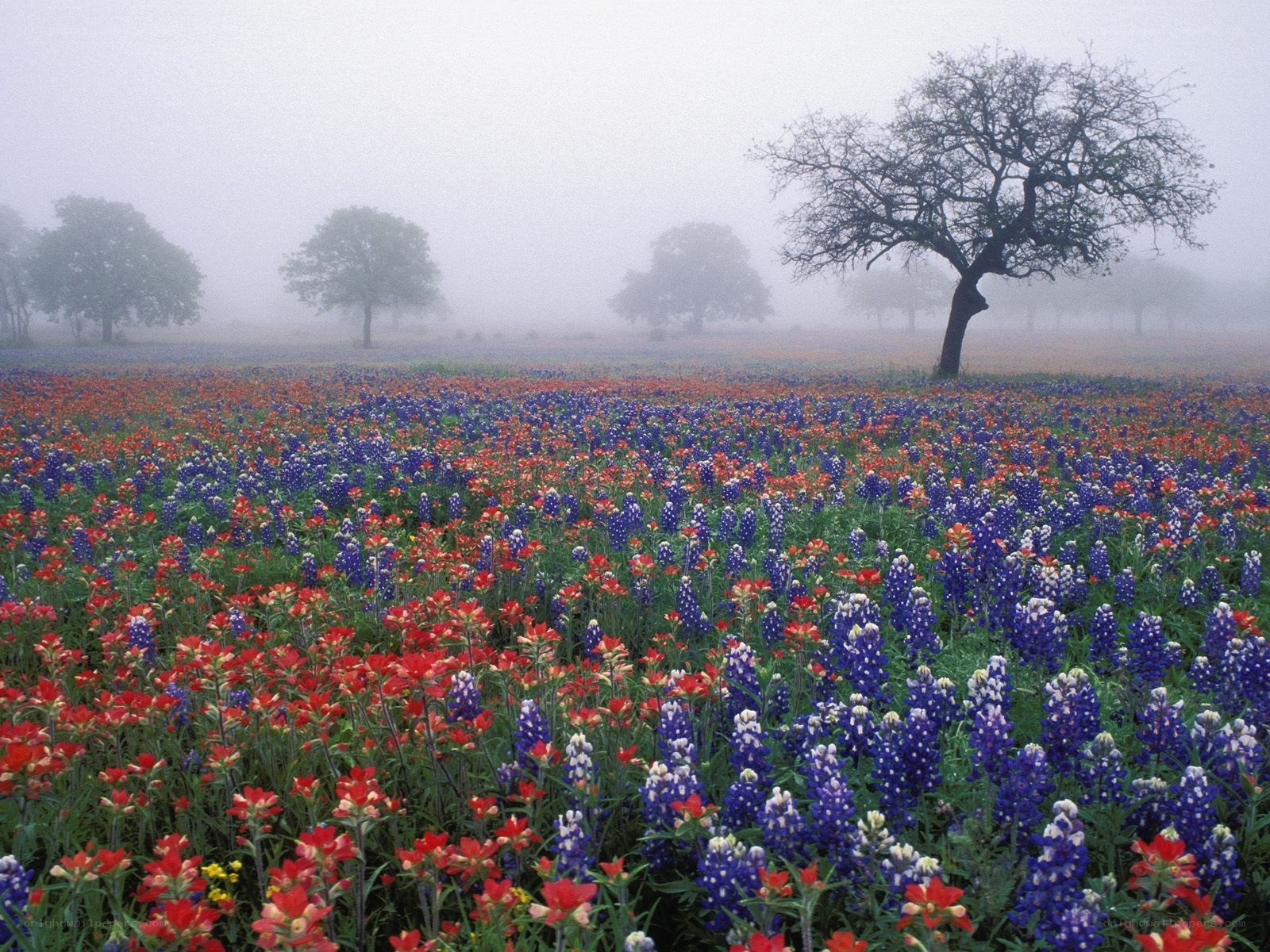 Foggy wildflower field