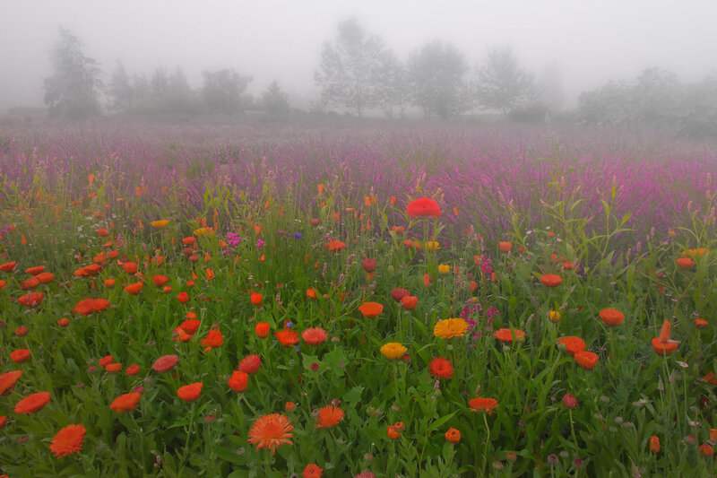 Foggy wildflower field