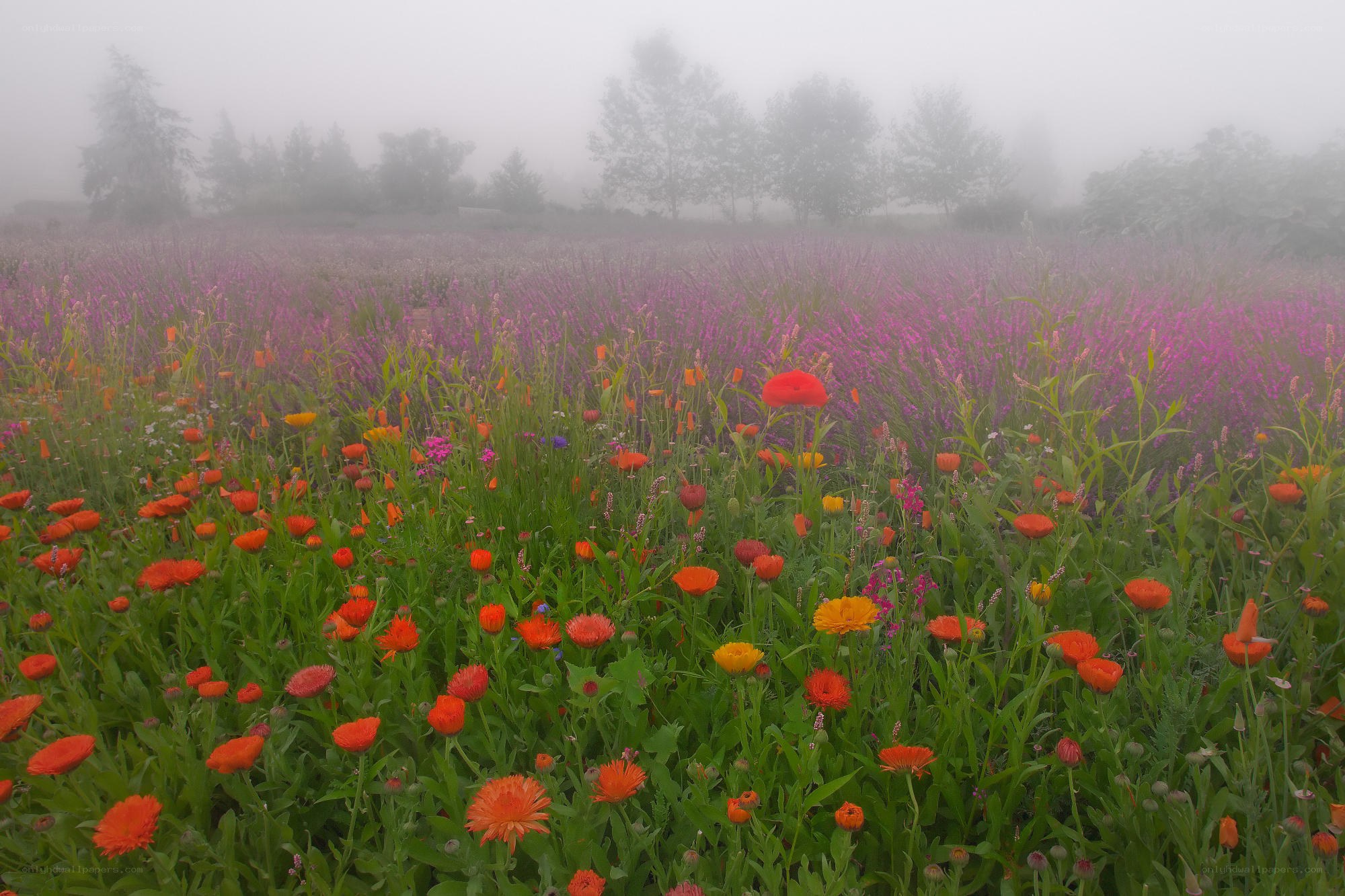 Foggy wildflower field