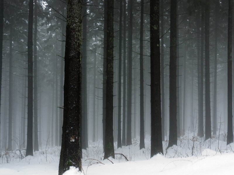 Foggy winter forest