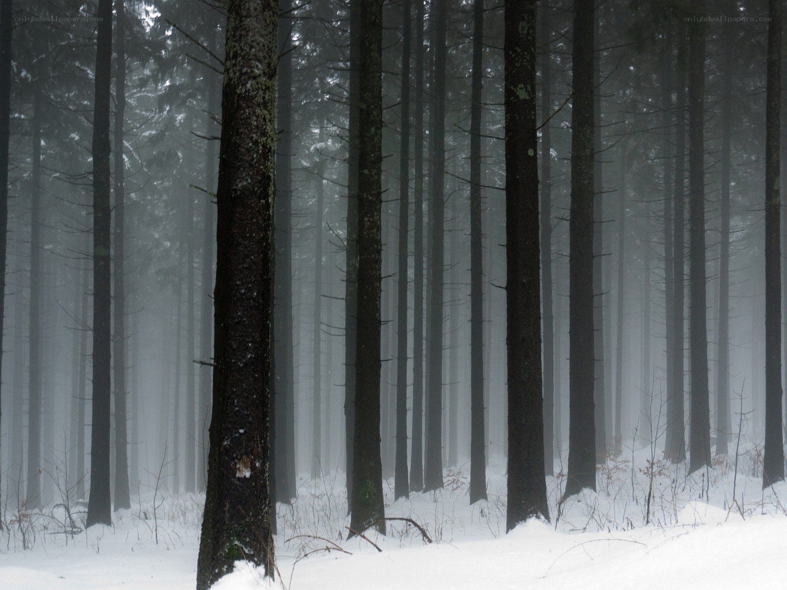 Foggy winter forest