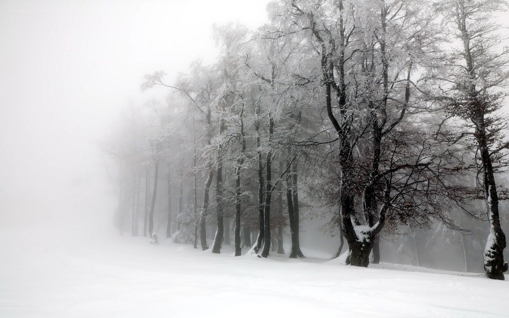 foggy winter forest