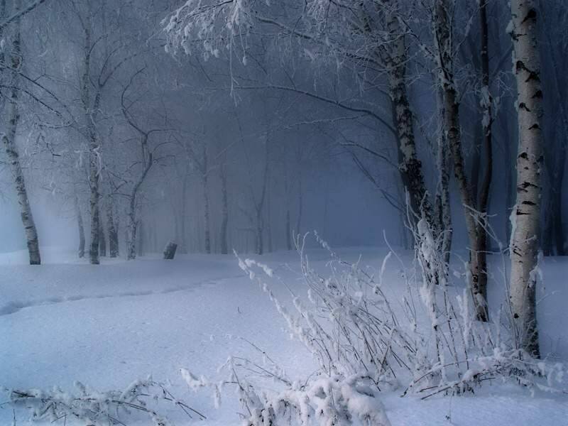 foggy winter forest