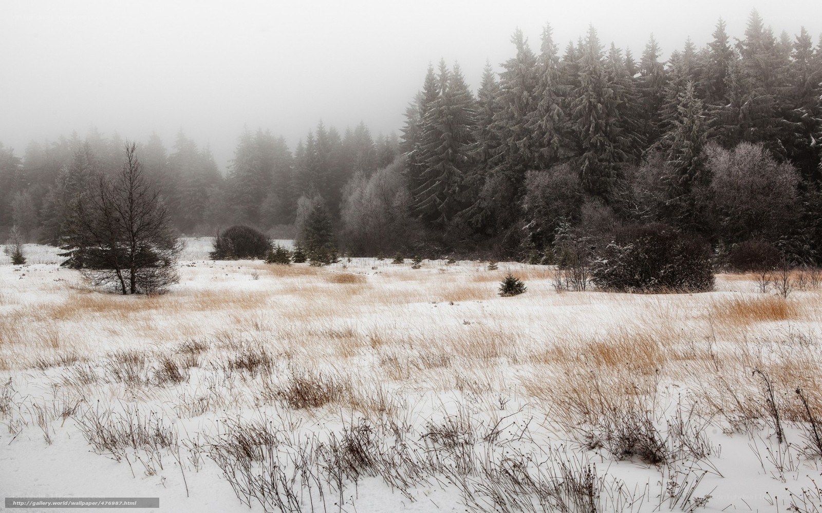 Foggy winter forest landscape