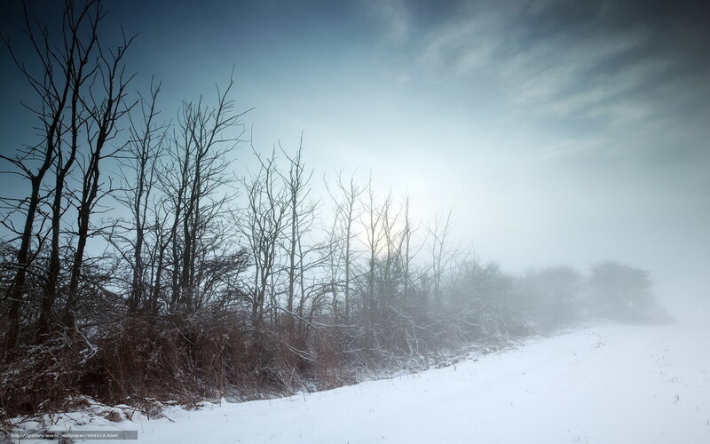 Foggy winter forest path