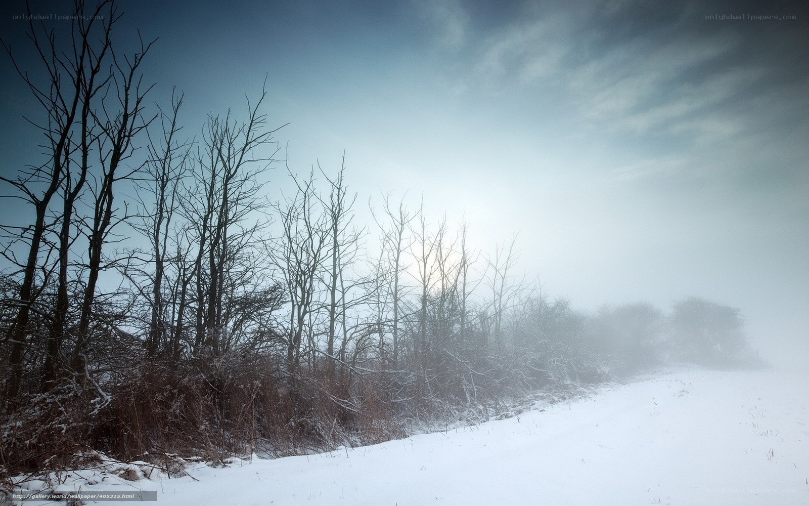 Foggy winter forest path