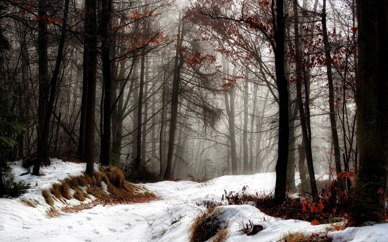 Foggy winter forest path