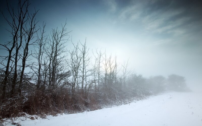 Foggy winter forest path