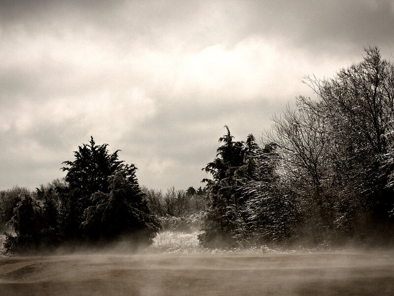 Foggy winter forest scene