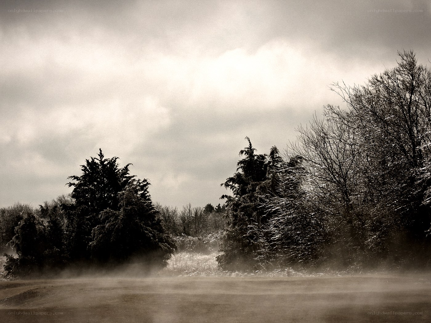 Foggy winter forest scene