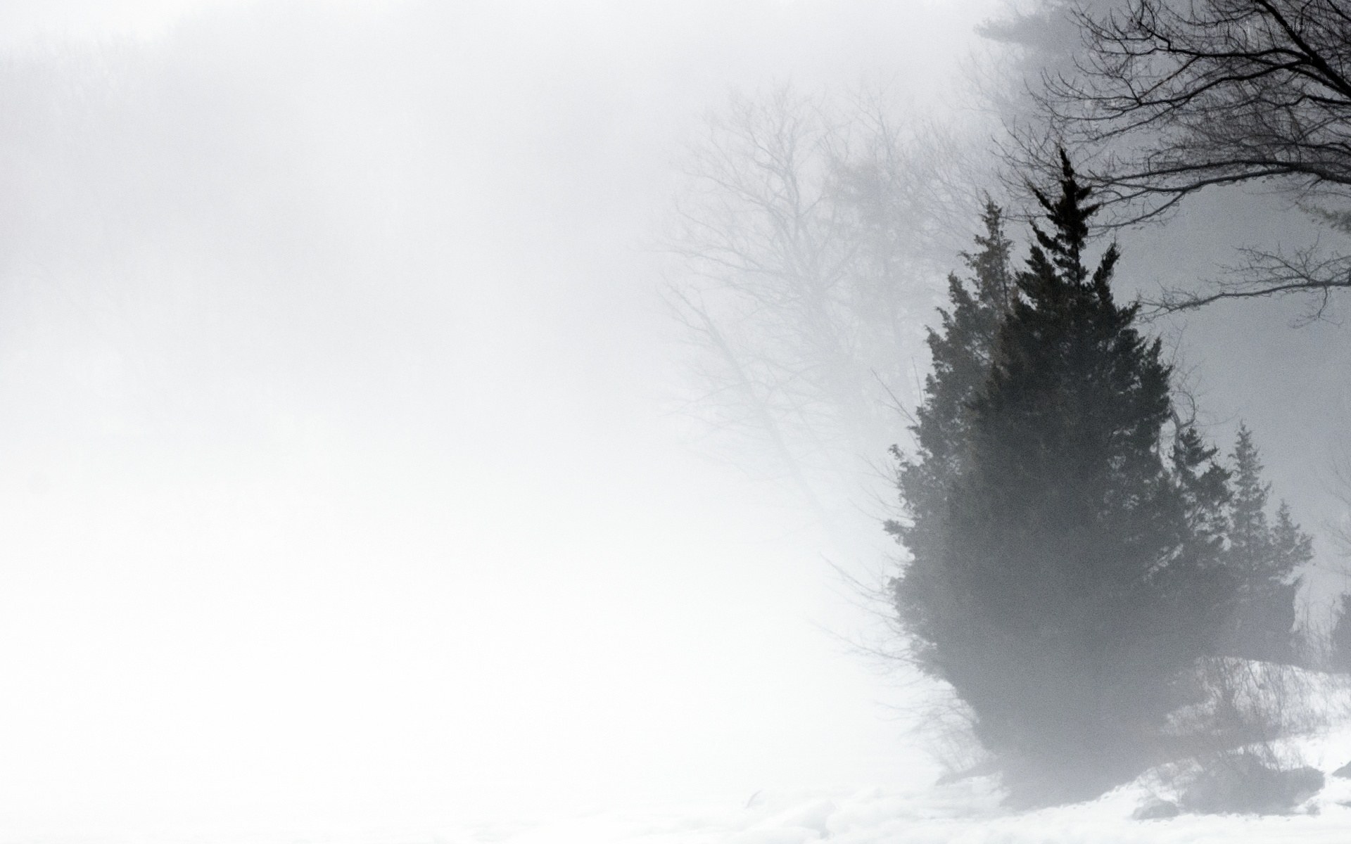Foggy winter forest scene