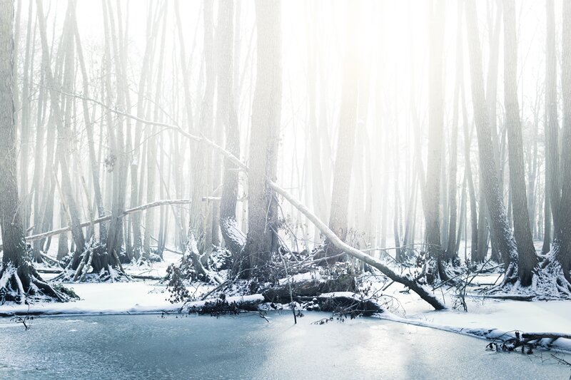 Foggy winter forest scene