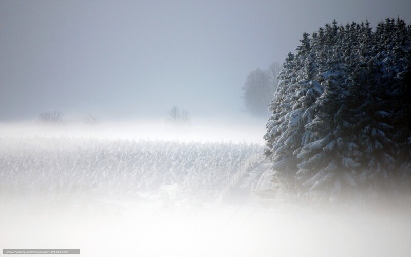 Foggy winter forest scene