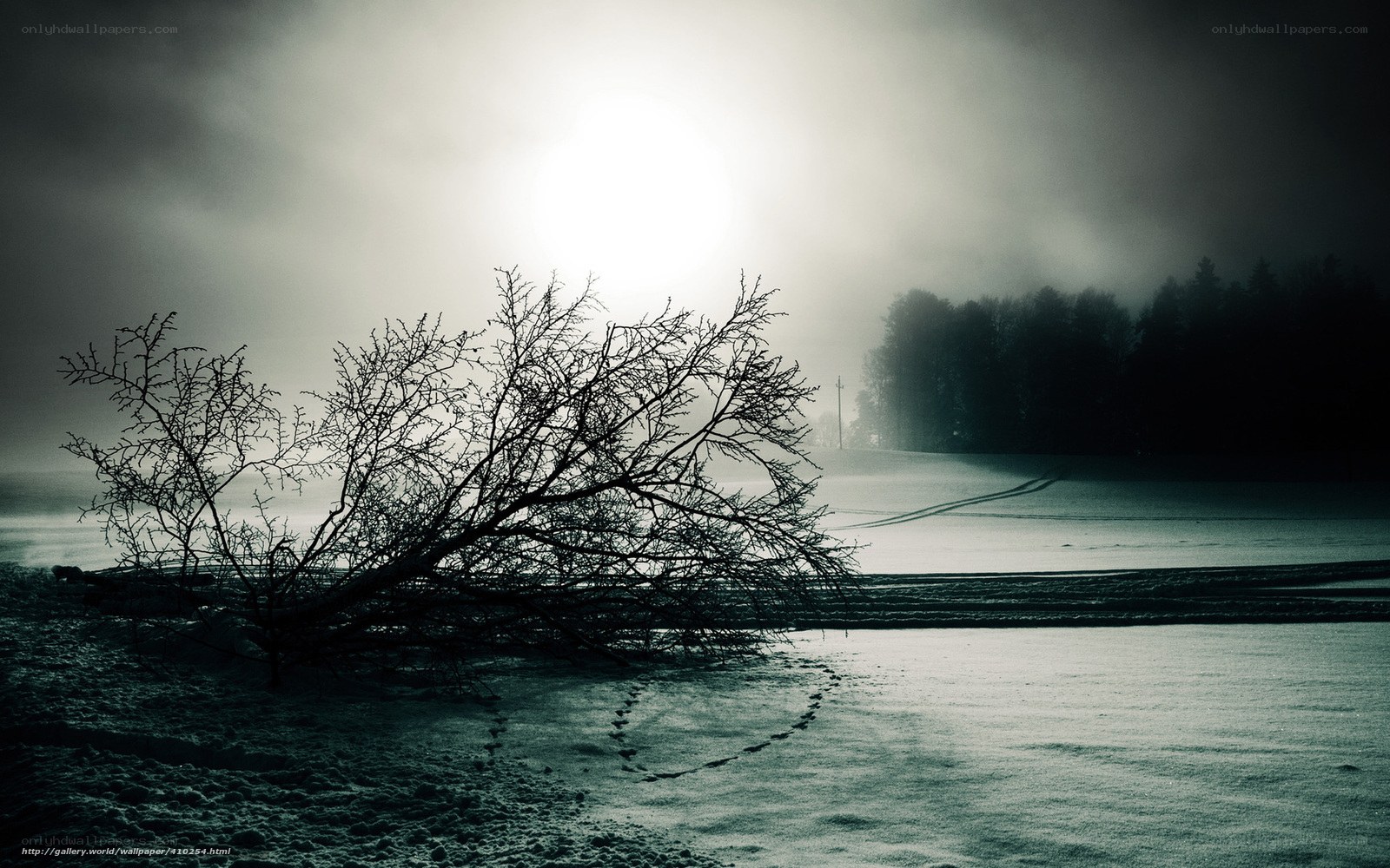 Foggy winter landscape