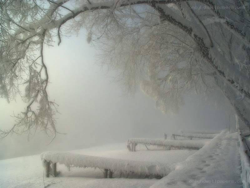 foggy winter landscape