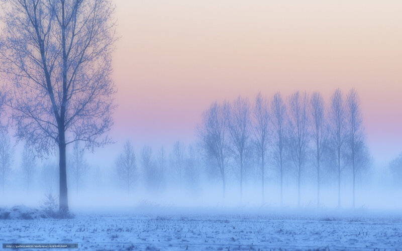 Foggy winter landscape at dawn