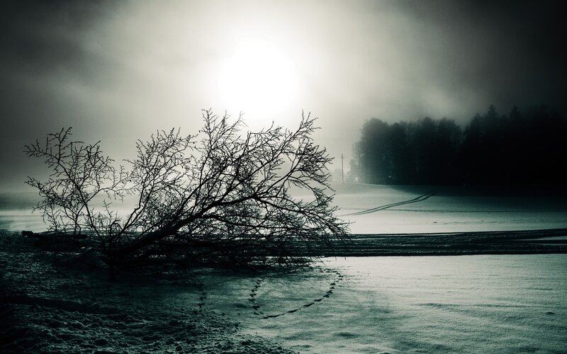Foggy winter landscape with fallen tree