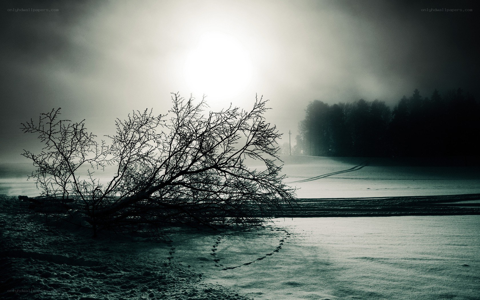 Foggy winter landscape with fallen tree