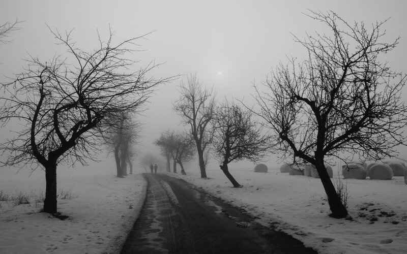 Foggy winter path with trees
