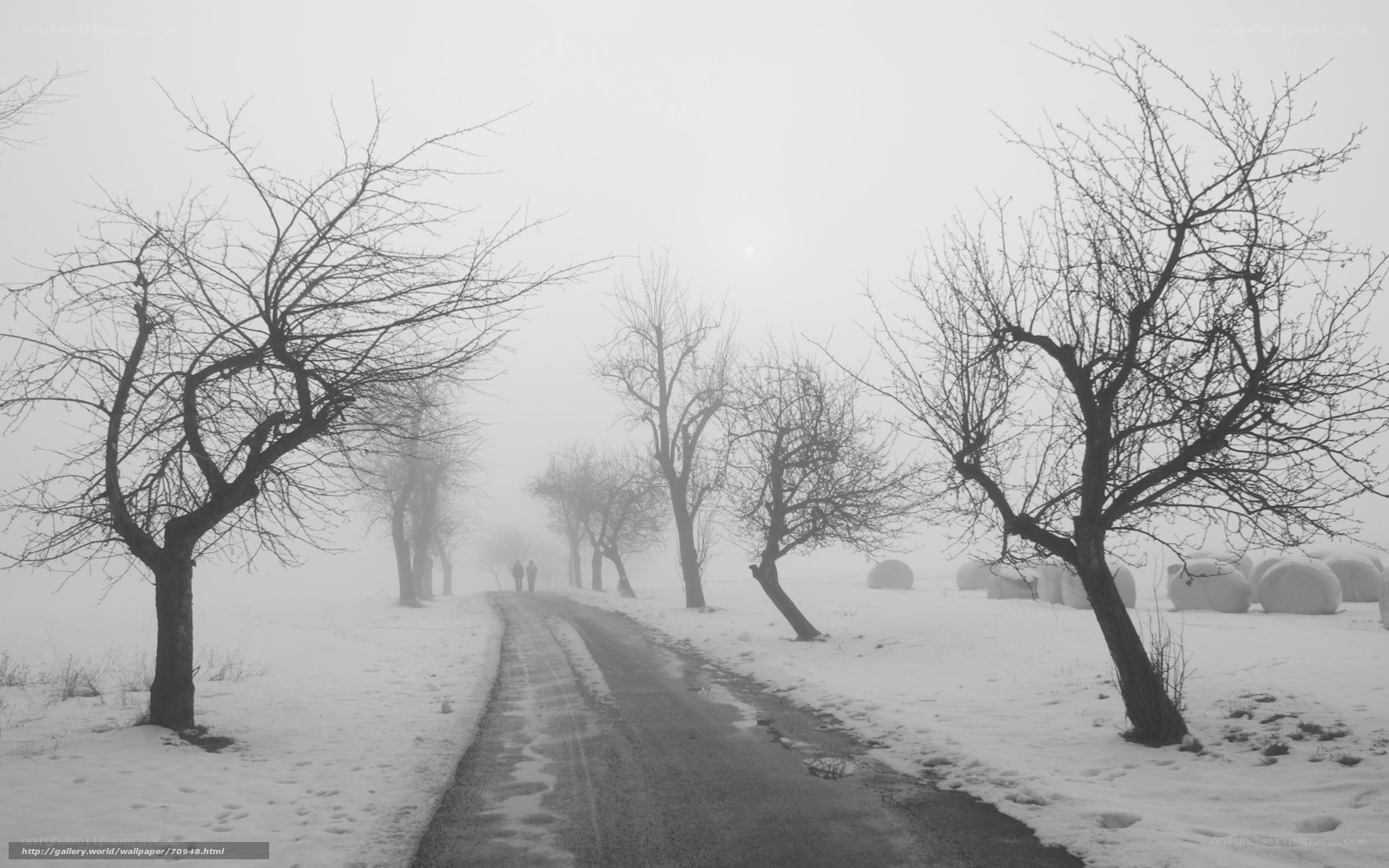 Foggy winter path