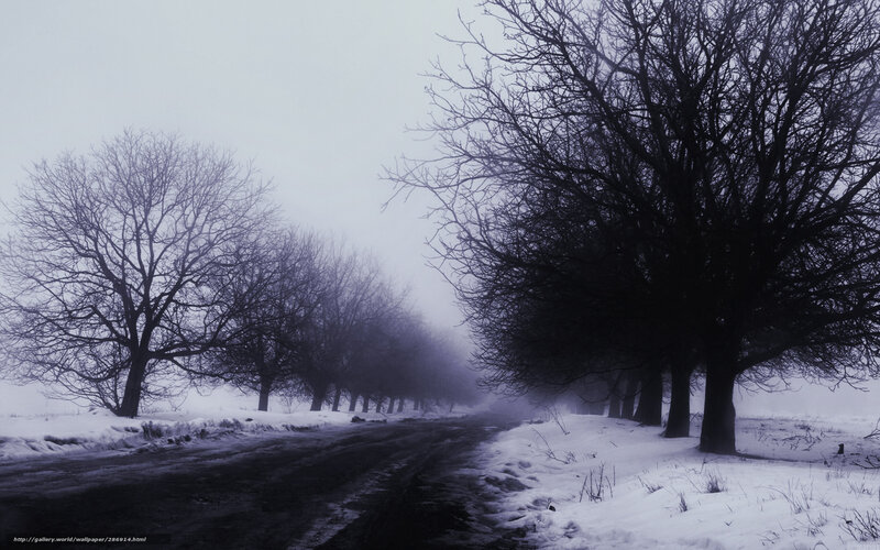 Foggy winter road