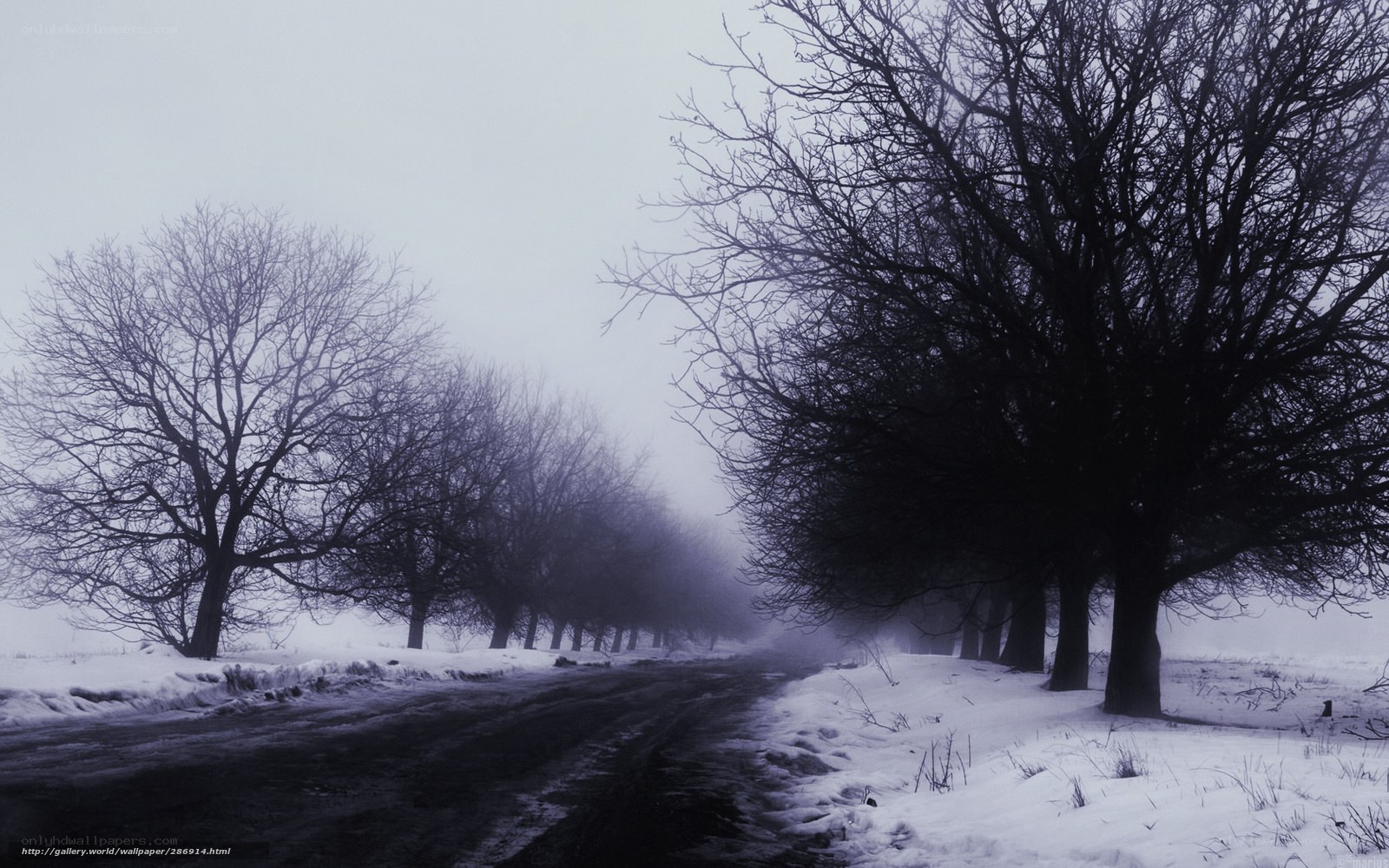 Foggy winter road