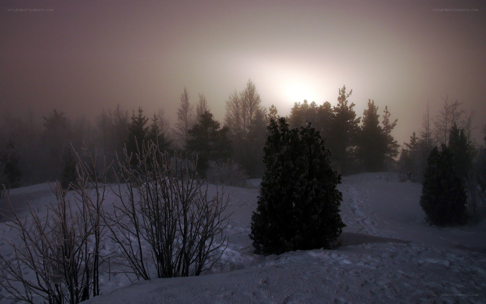 Foggy winter sunrise