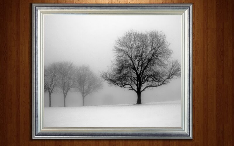 Foggy winter trees