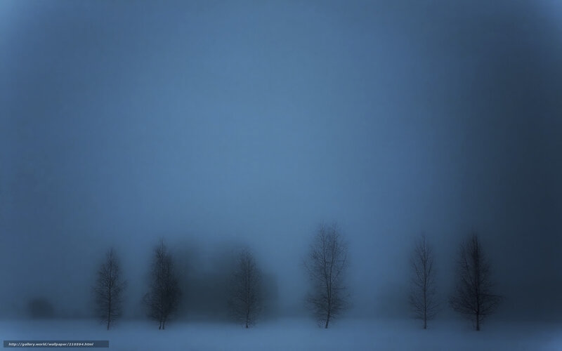 Foggy winter trees