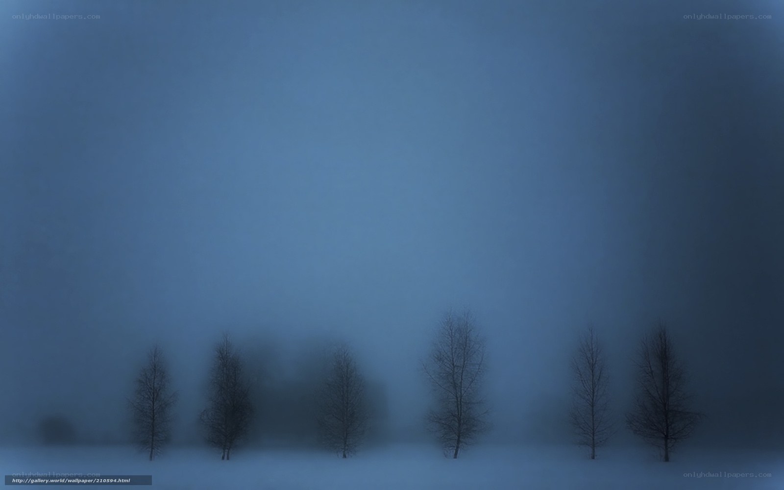 Foggy winter trees