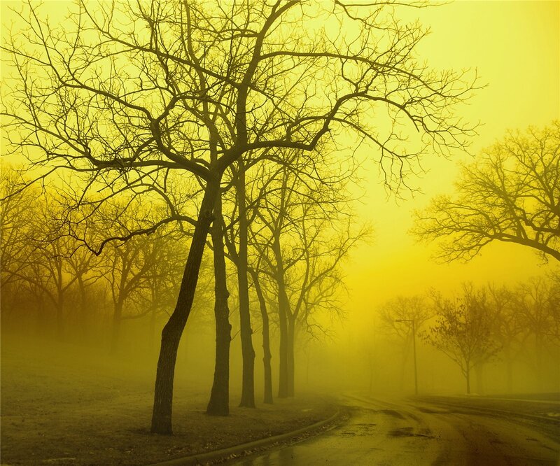 Foggy yellow forest path