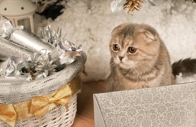 Folded-ear Cat in Box