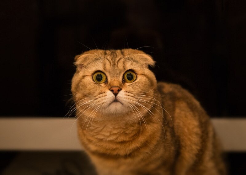 Folded-ear Tabby Cat