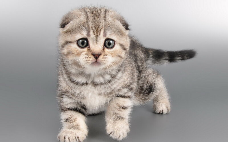 Folded-ear Tabby Kitten