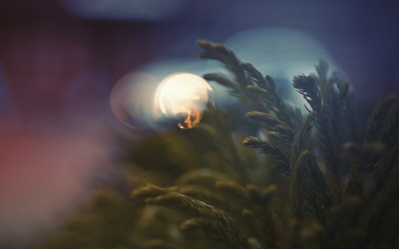 Foliage with bokeh lights