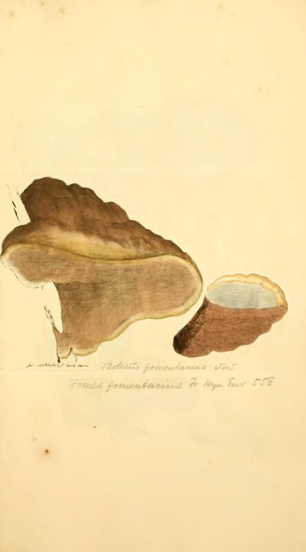 Fomes fomentarius illustration