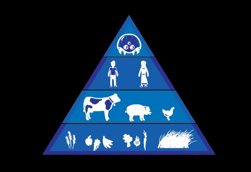 food chain pyramid