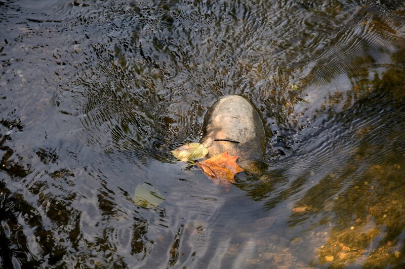 Foot in Flowing Water