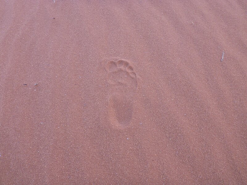footprint in red sand