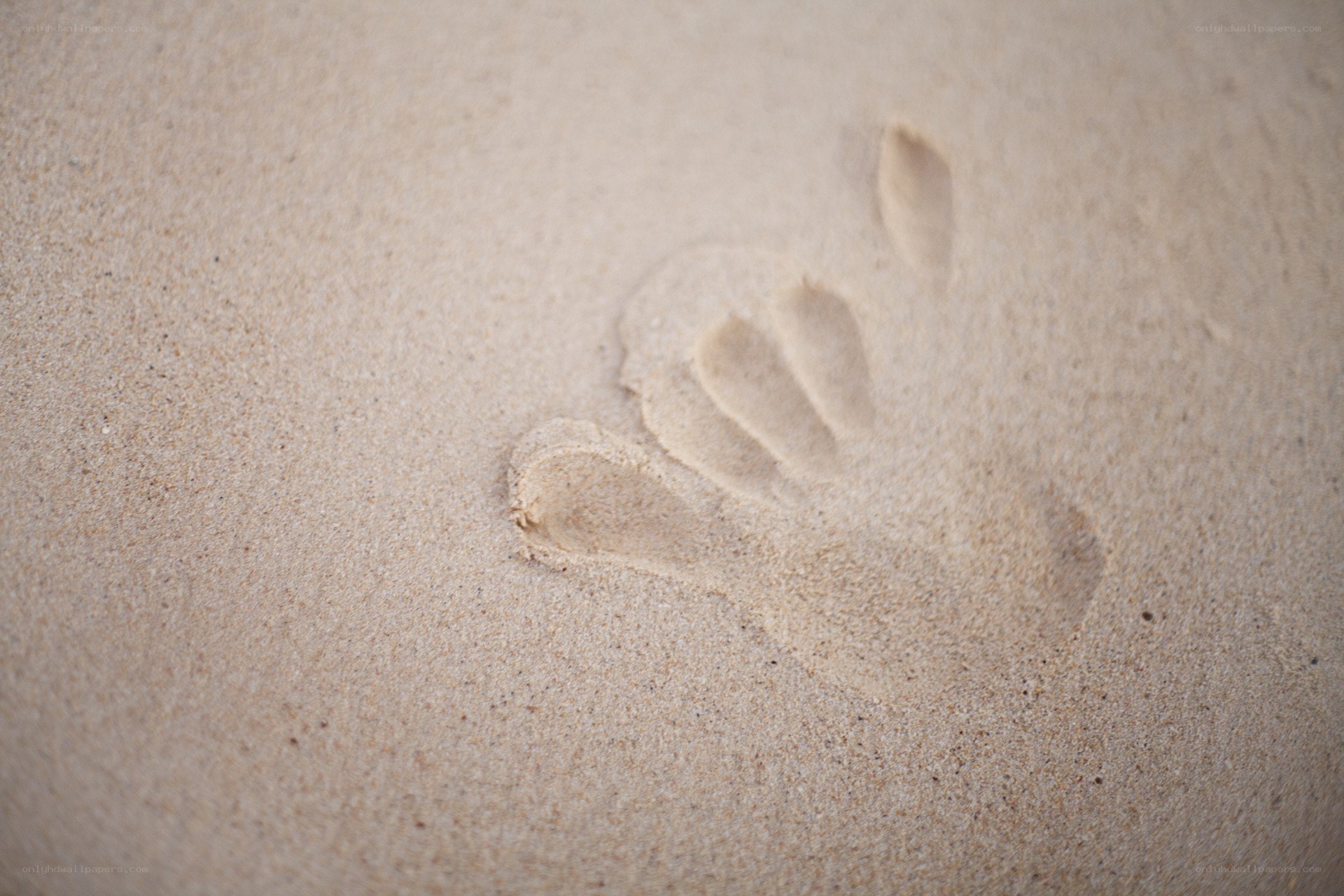 footprint in the sand