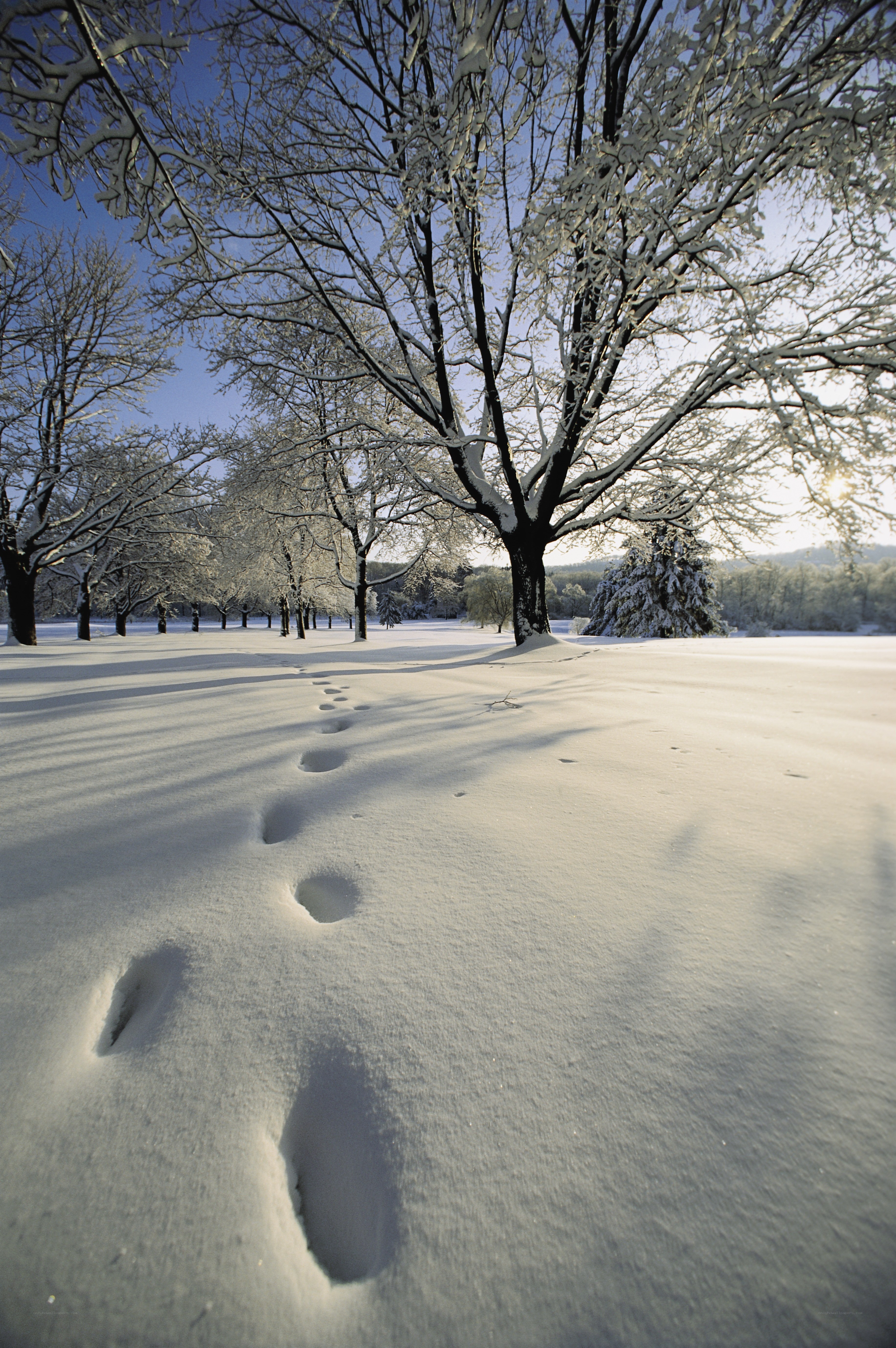 Footprints in a snowy landscape