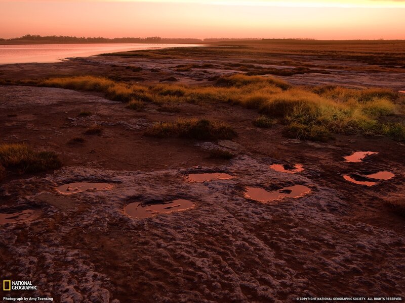 Footprints in Mudflats
