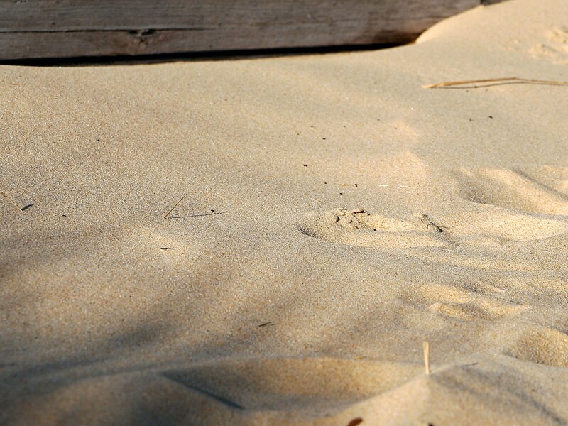 Footprints in Sand — Beige, Calm