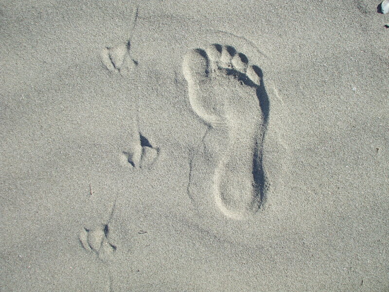 Footprints in Sand — Gray, Calm