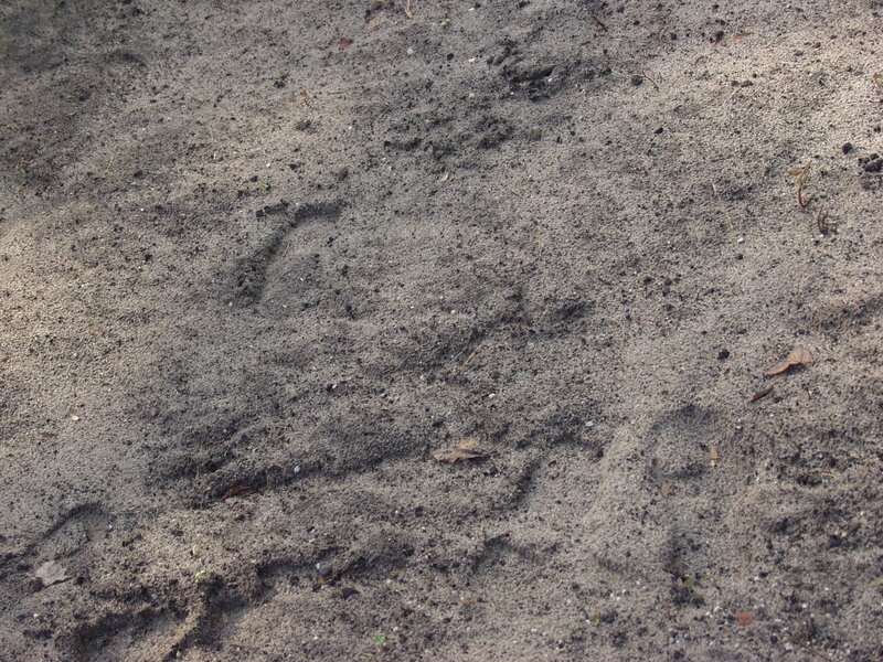 footprints in sandy soil